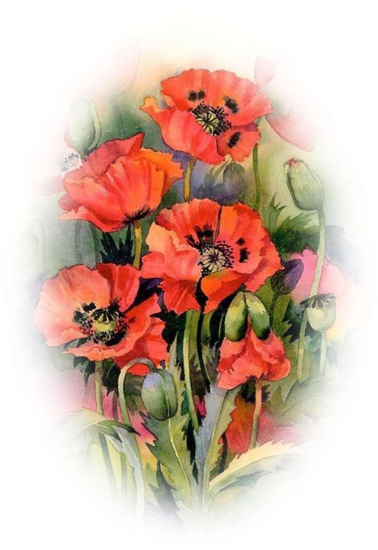 Oriental Poppies Watercolor Painting Common Poppy - Oriental Poppies Card (539x791)