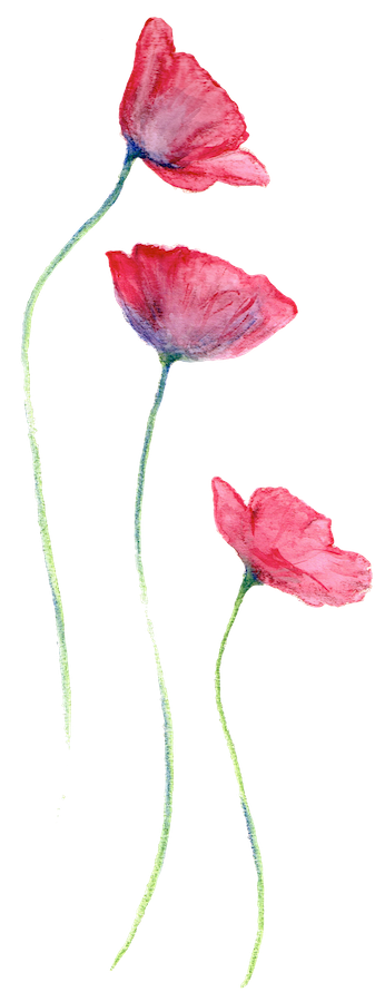 Poppies - Poppy (346x900)