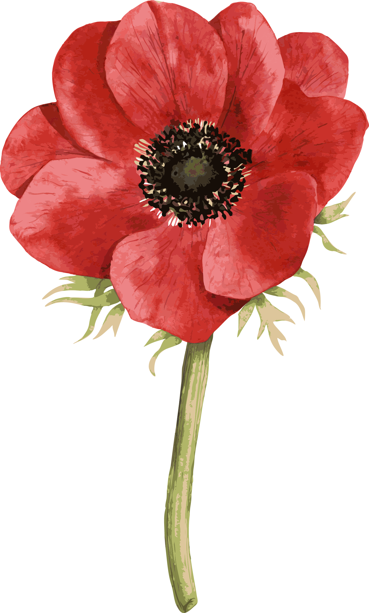 Red Hand-painted Roses - Anemone Coronaria Watercolour (1553x2582)