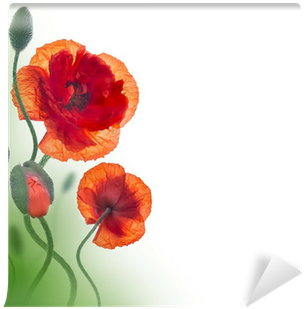 Red Poppies Field And Blue Cornflowers, Floral Background - Have A Blessed Week Ahead Quotes (400x400)