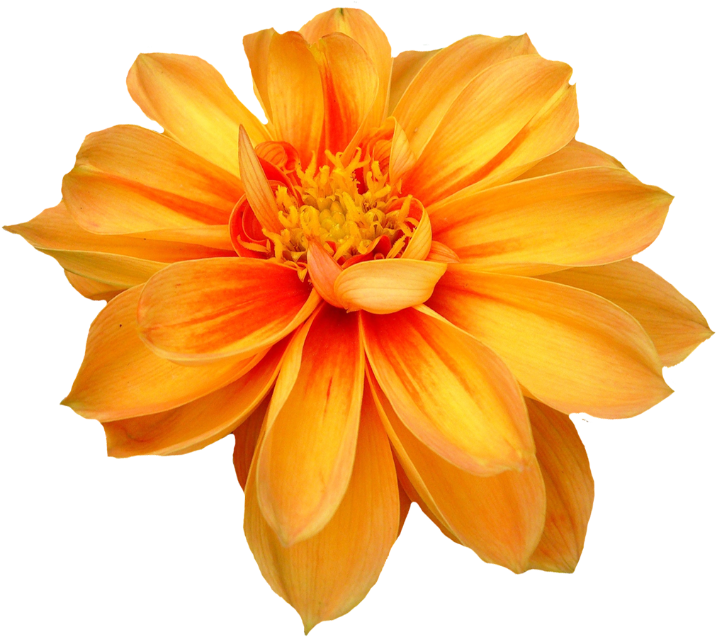Dahlia Flower Png Orange Transparent Image 6470 Transparentpng - Flower Transparent (1100x971)