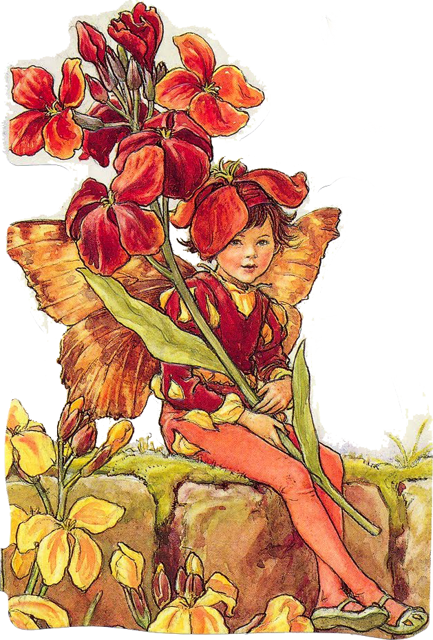 Imagen Png Transparente Vintage Hadas Flores Niño - Cicely Mary Barker Flower Fairies Postcards (629x930)