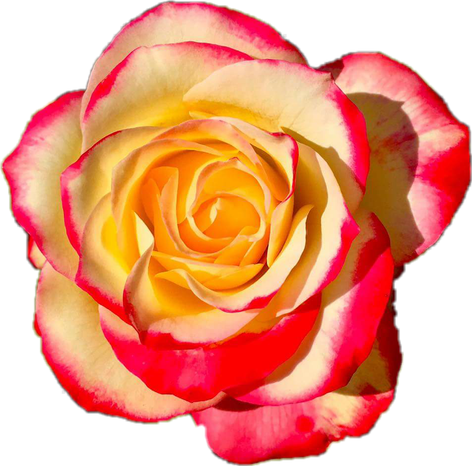 Orange Flower Crown Transparent - Garden Roses (951x939)
