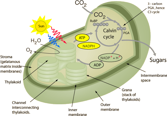 Photosynthesis And Cellular Respiration Essay Diamond - Calvin Cycle 3d Model (601x430)