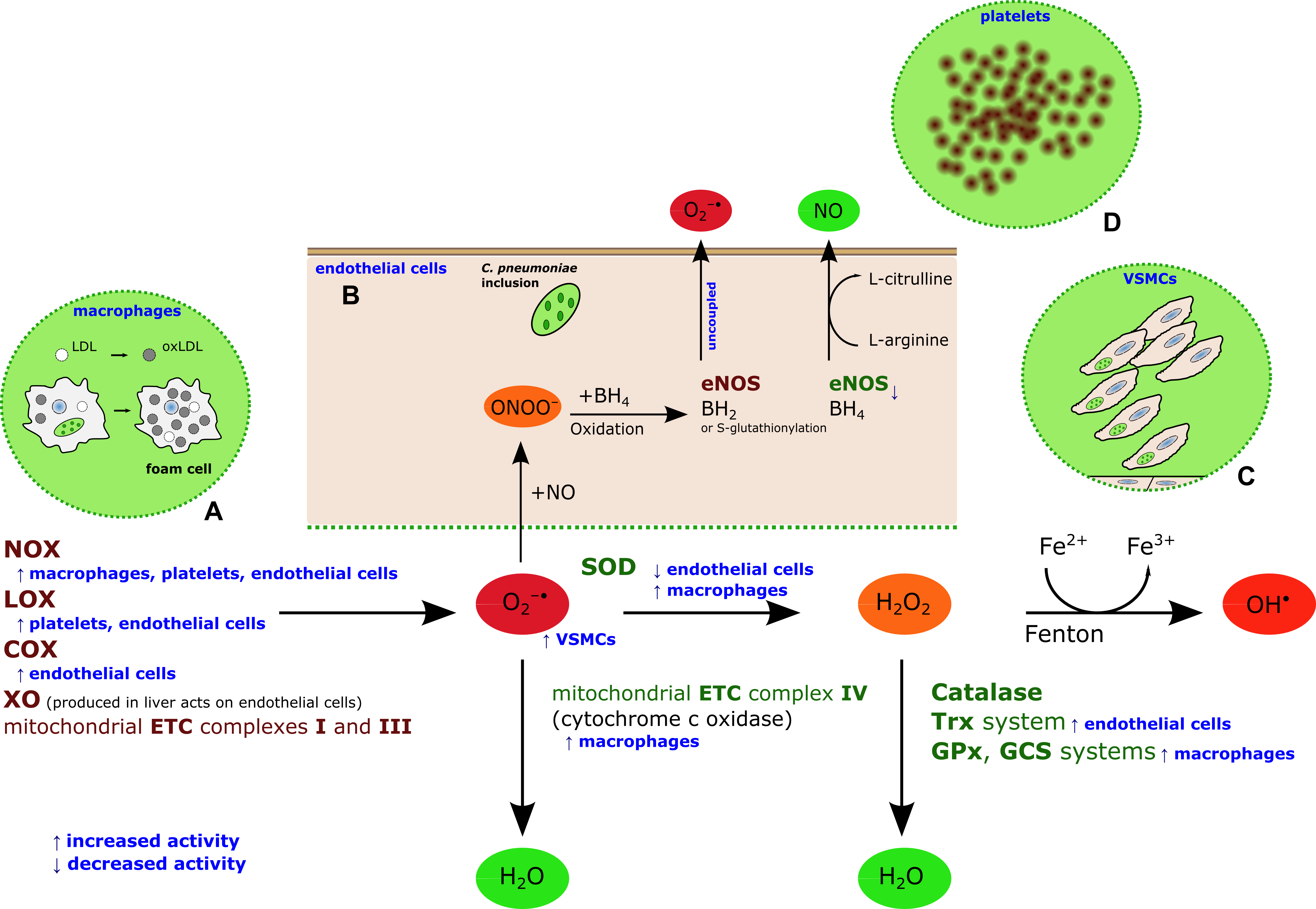 Essay On Prevention Of Heart Disease The General Term - Oxidative Stress In Cardiovascular Disease (6015x4154)