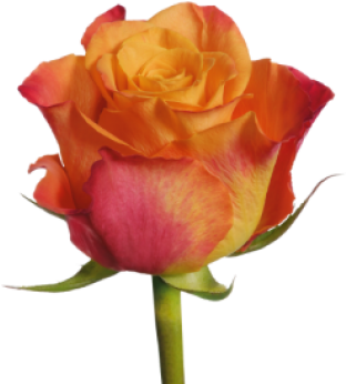 83807 Mariyoflowerweb - Rose Mariyo (379x379)