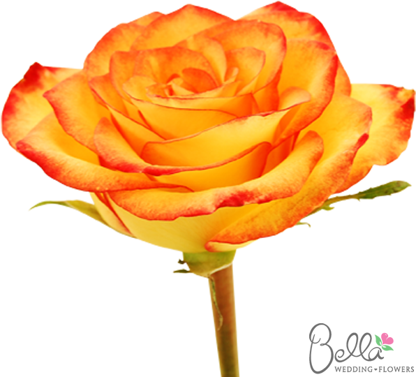 Voodoo Are A Gorgeous Variety Of Orange Rose And One - Wedding (600x567)