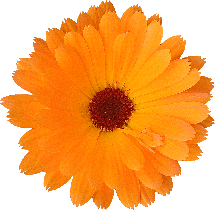 2018 03 27 - Orange Flower No Background (750x731)