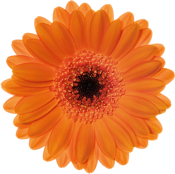 Bison - Seal Of Approval Template (800x800)