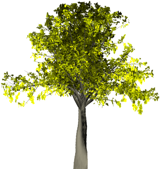 Willow Tree Vector 14, Buy Clip Art - Tree (720x720)
