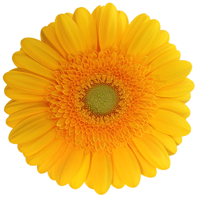 Caring For Your Cut Flowers - Sunflower Jpg White Background (563x400)