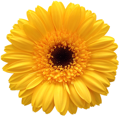 Caring For Your Cut Flowers - Yellow Flower White Background (563x400)