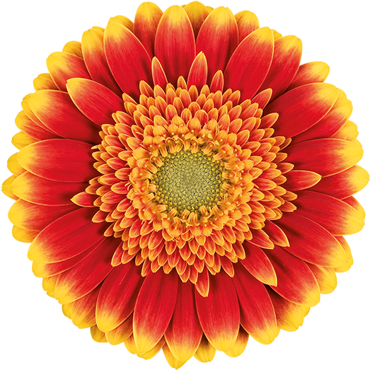 Florist Holland - Mamma Mia! (600x600)