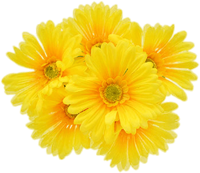 Yellow Gerberas - Yellow Gerbera Daisies Flowers (400x400)