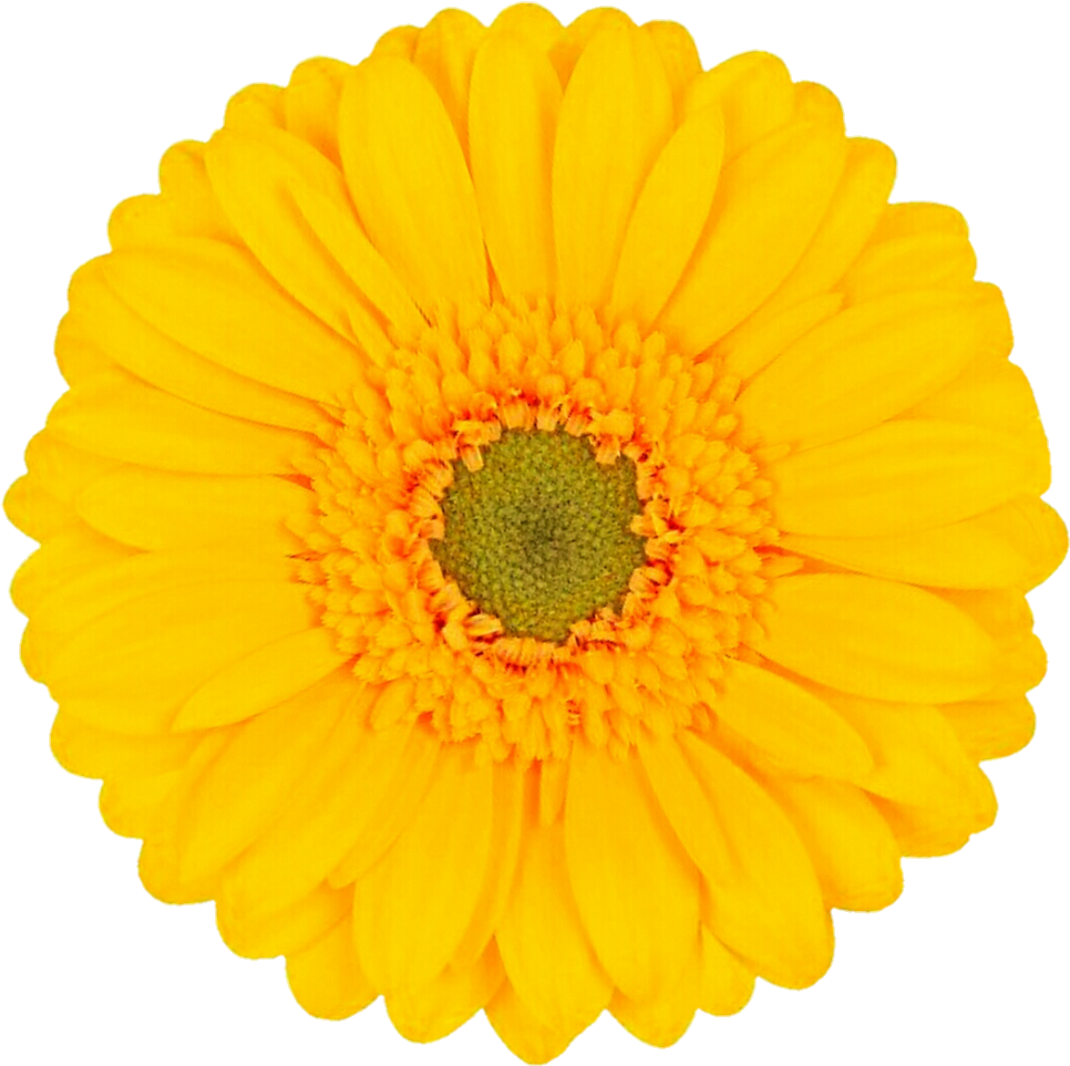 Yellow Gerbera By Jeanicebartzen27 Yellow Gerbera By - Yellow Flower Transparent Background (988x978)