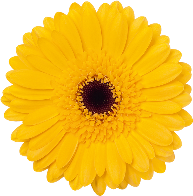 Bison Gold - Sunflower White Background (800x800)