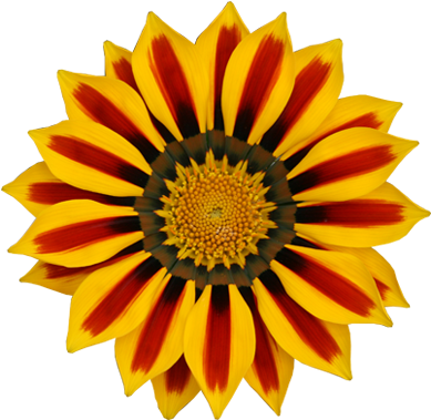 Gazania Flowers Nature Transparent Png Sticker - Gazania Png (400x400)