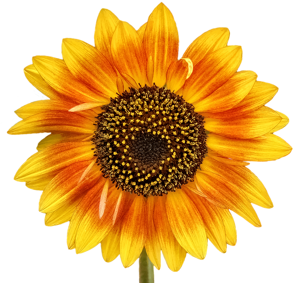 Com Store, The Sun, The Flowers, Beetle - Golden Yellow Summer Sunflower Beach Towel (960x640)
