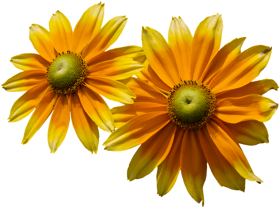 Flower, Sun Hat, Yellow, Png, Isolated, Close, Summer - Flores De Verão Png (960x709)