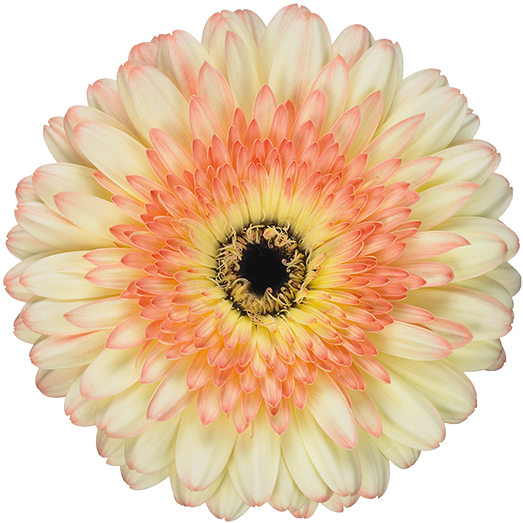 Standard Gerbera - Alain Ducasse (600x600)