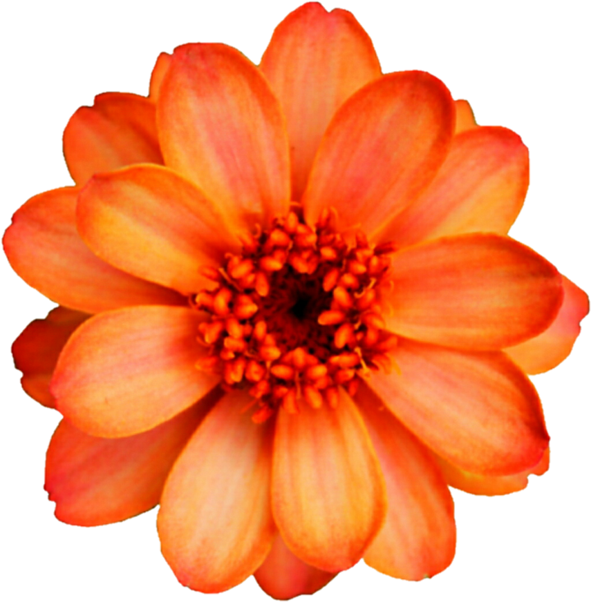 Orange Cosmo Fall Flower By Jeanicebartzen27 - Big Colorful Flowers Botanical Design Wristlet Wallet, (888x900)