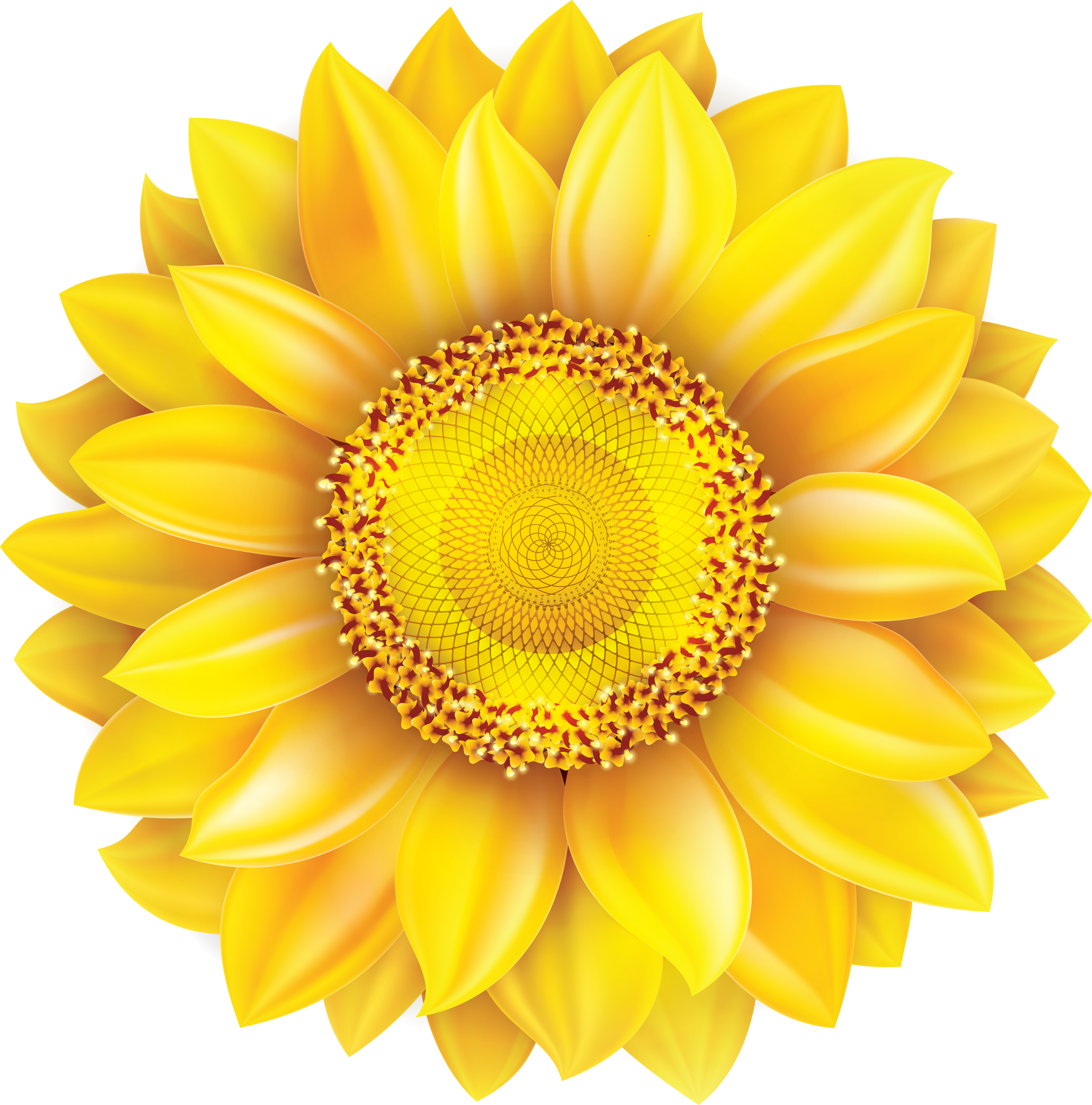 Common Sunflower Cartoon Gerbera Jamesonii - Common Sunflower Cartoon Gerbera Jamesonii (2306x2332)