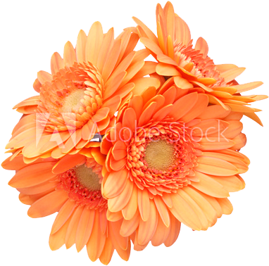 Flowers Unique - Flowersunique (400x400)