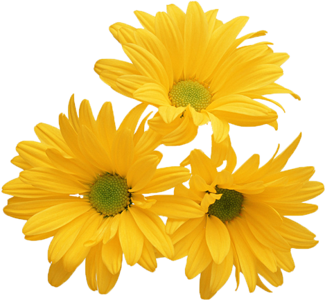 Chrysanthemum Yellow Flower White Stock Photography - Wish You A Sunny Day (531x531)
