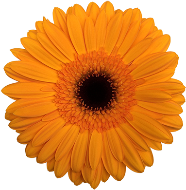 Caring For Your Cut Flowers - Orange Flower Transparent Background (563x400)