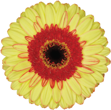 Toast - Illinois Date Of Statehood (374x374)