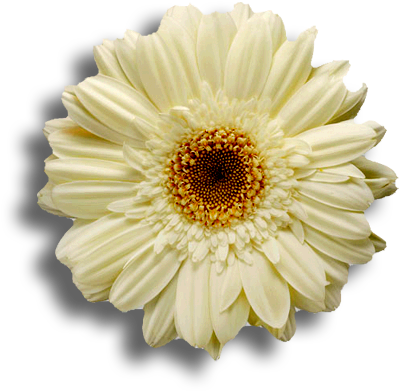 Watercolors - Flowers With White Background (420x409)