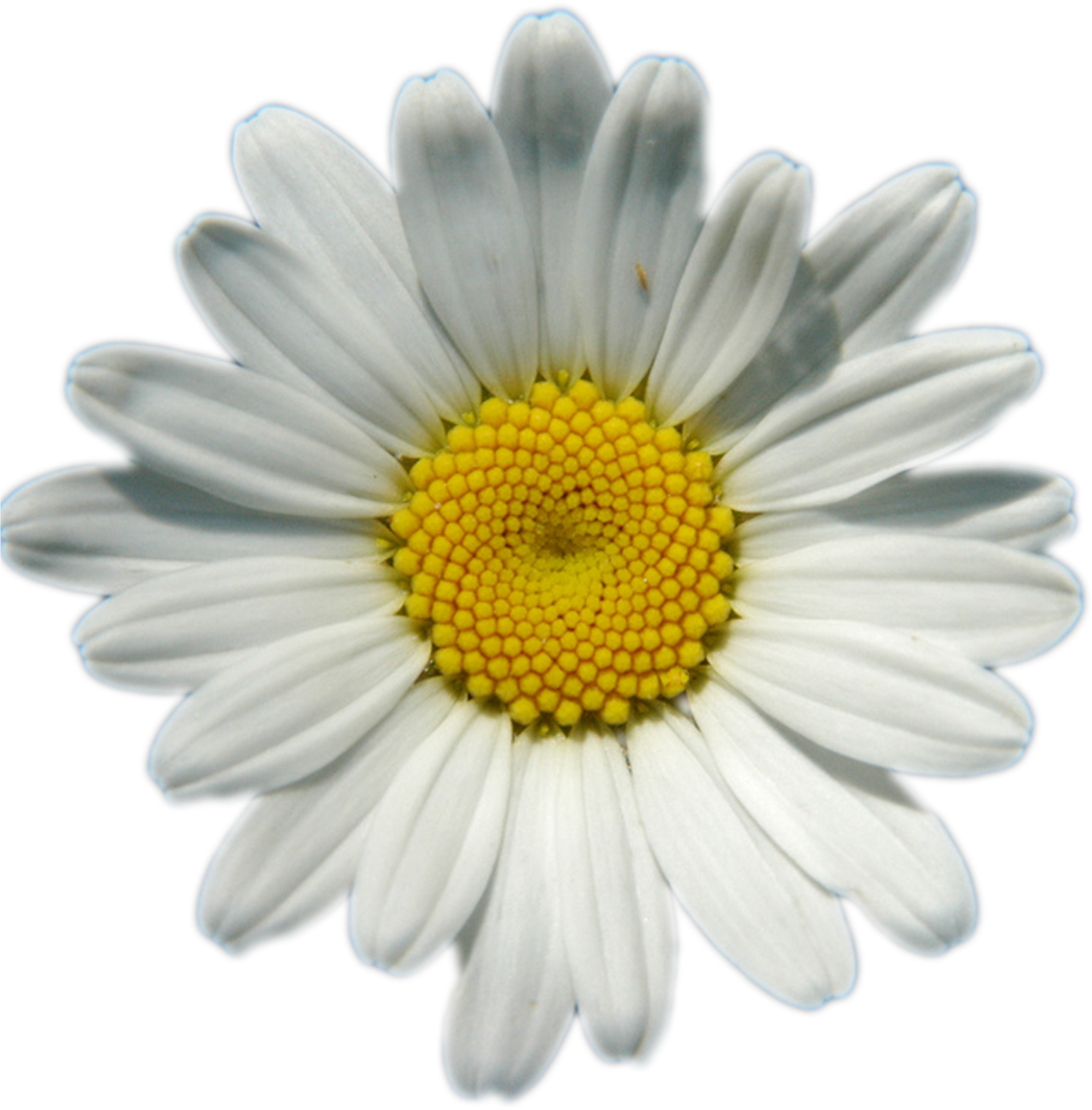 Rodrigo House Pictures, Field Of Daisies, T-4007911524 - Shasta Daisies Oval Ornament (2658x2725)