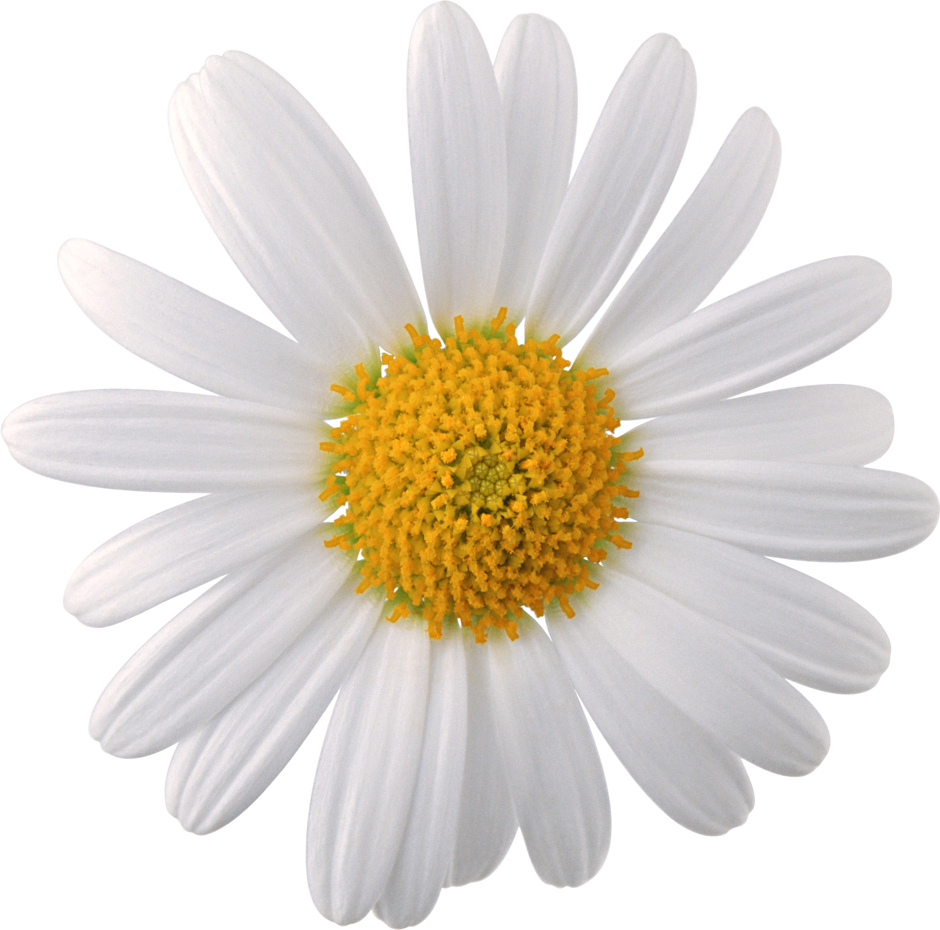 Flowers Png Images, Download Photos - Chamomile Flower Png (1885x1865)