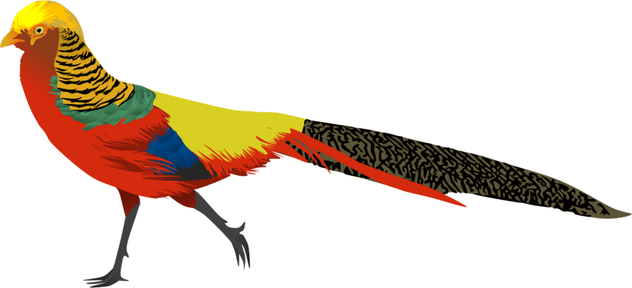 Golden Pheasant White Background (900x411)