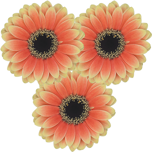 Cut Flowers - Murano (600x600)