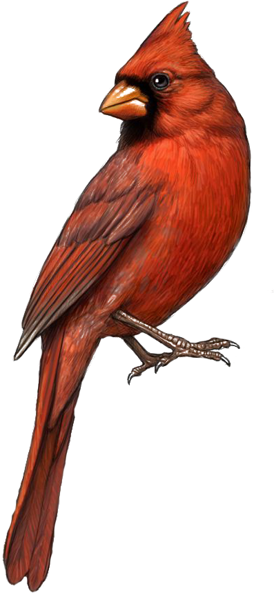 Louis Cardinals Northern Cardinal Drawing Clip Art - Cardinal Drawing (426x903)