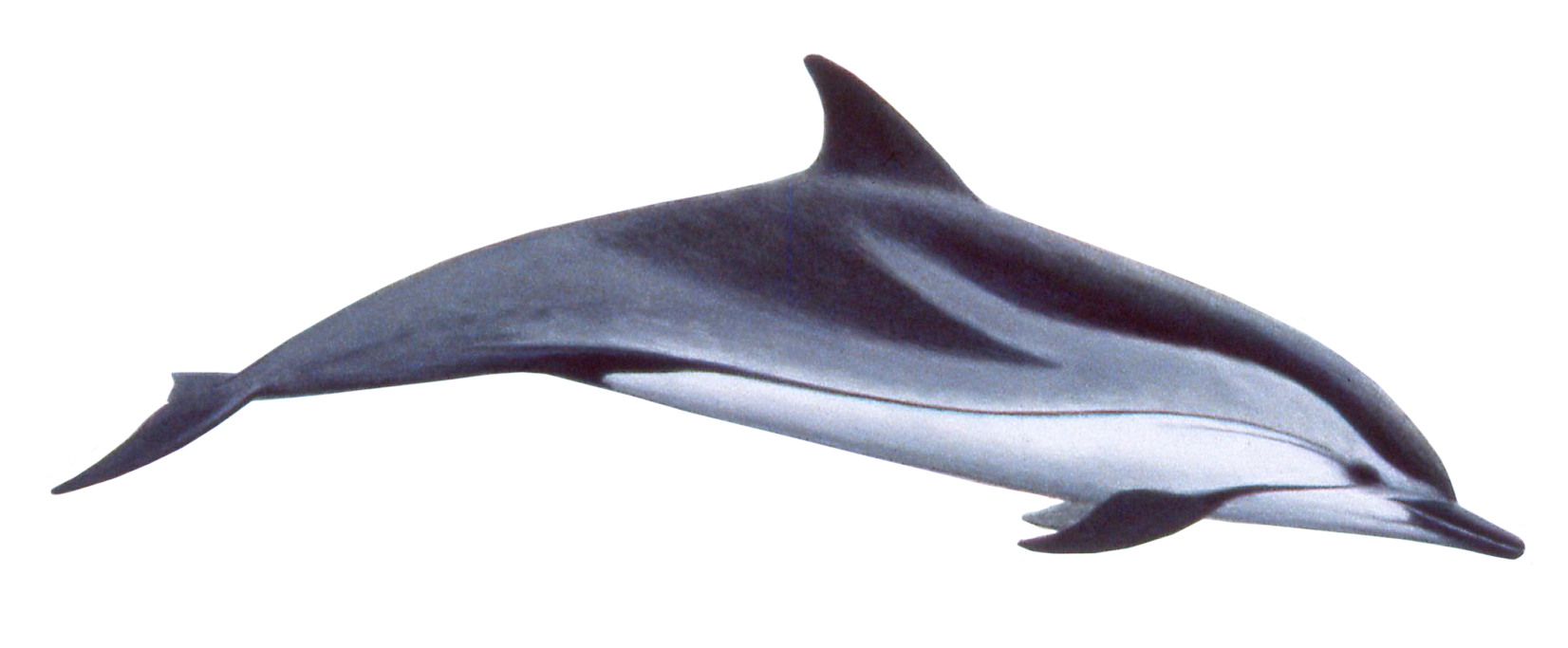 Clipart Of Two Dolphins - Dolphin With Stripes (1711x682)