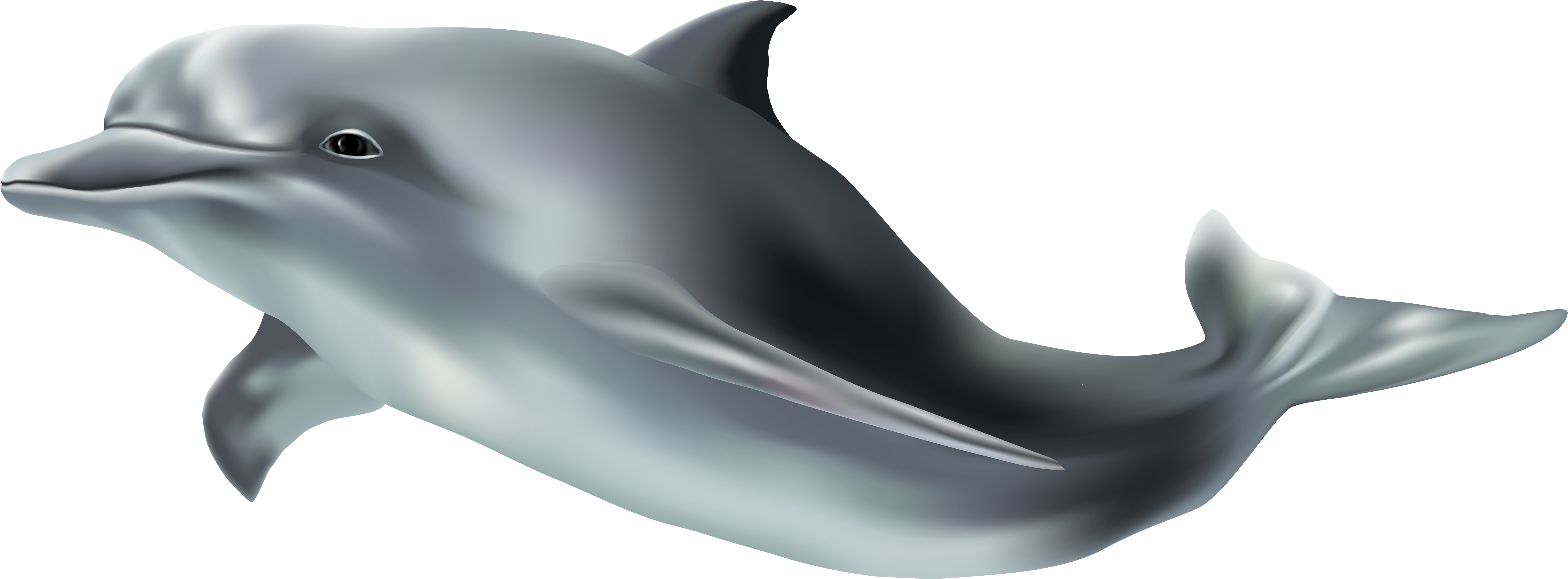 View Full Size - Dolphin With Transparent Background (8000x3245)