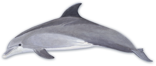 Dolphins Clip Art - Bottlenose Dolphin Looks Like (632x268)