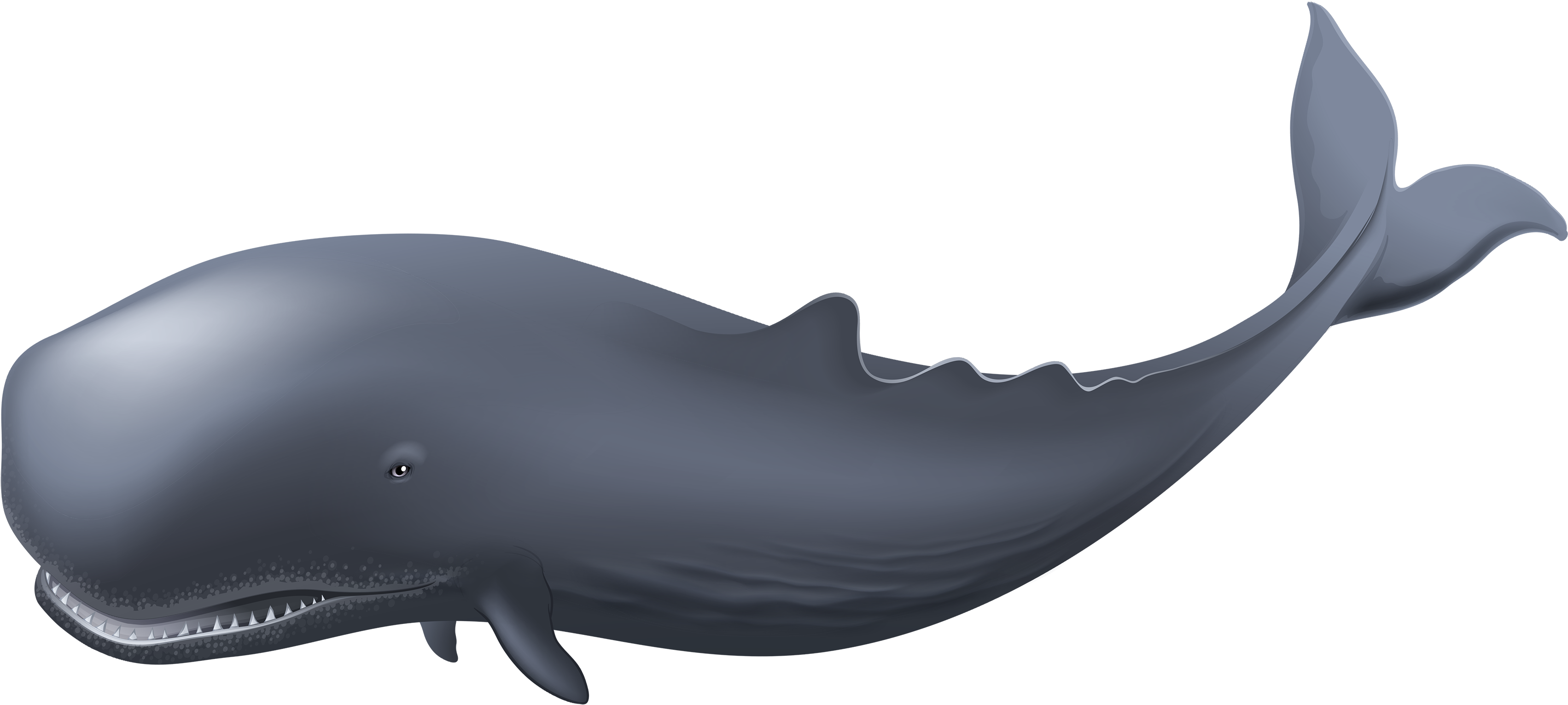 Whale Clipart Two - Whale Png (3500x1800)