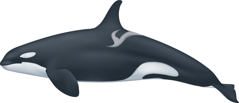 Dolphins Clipart Reading - Orcinus Orca Png (800x346)