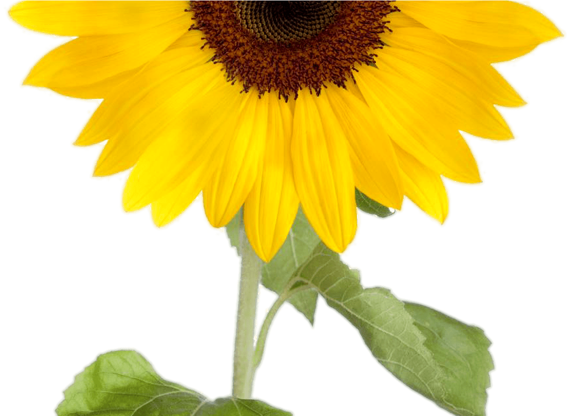 Sunflower Clipart Transparent Background Clipartxtras - Sunflower Invisible Background (1368x855)