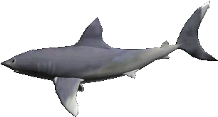 Transparent Fish Gif - Swimming Shark Animated Gif (445x328)