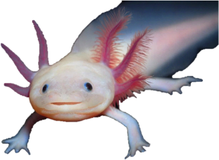 Developmental - Axolotl Png Transparent (469x321)