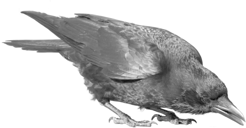 Raven Clipart Transparent Background - Clip Art (900x600)