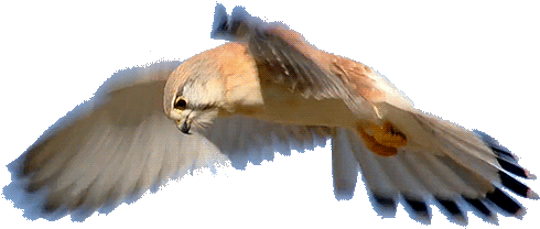 T R A N S P A R E N T ~~ Bird Not My Gif, Just My Edit - Pygmy Falcon Gif (500x580)