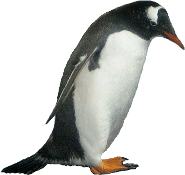 Penguin Clipart - Zoo Animals White Background (373x354)