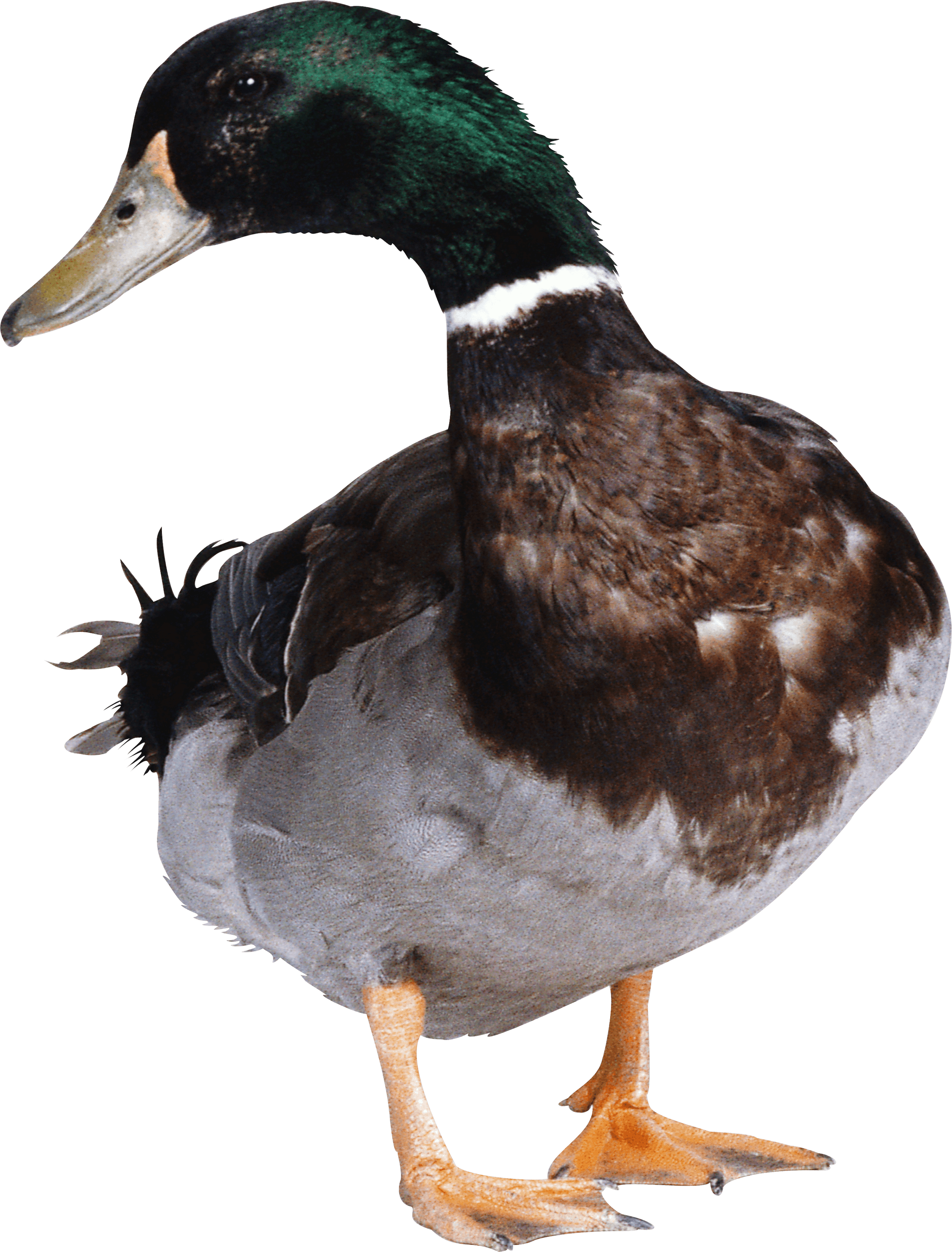 Green Duck Transparent Png - Duck Png (2281x3000)