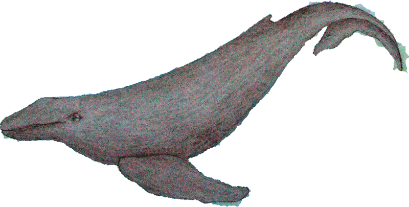 Humpback Whale (800x405)
