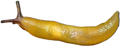 Transparency On Tumblr - Lemon Slug (500x289)